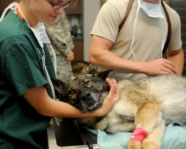 A vet treating a dog