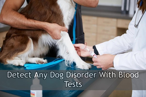 Detect dog disorder with blood tests