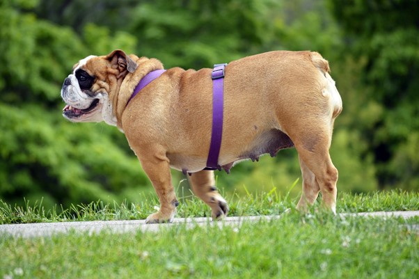 Obese dog