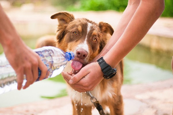 Offer fresh water to your dog