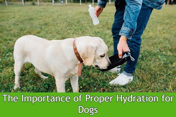 Proper Hydration for Dogs