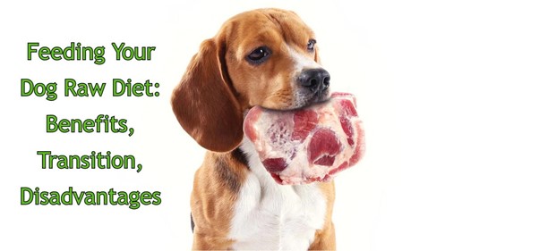 Raw Diet For Dogs