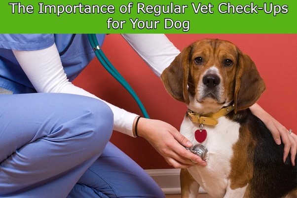 Regular Vet Check-Up is Important for Dogs